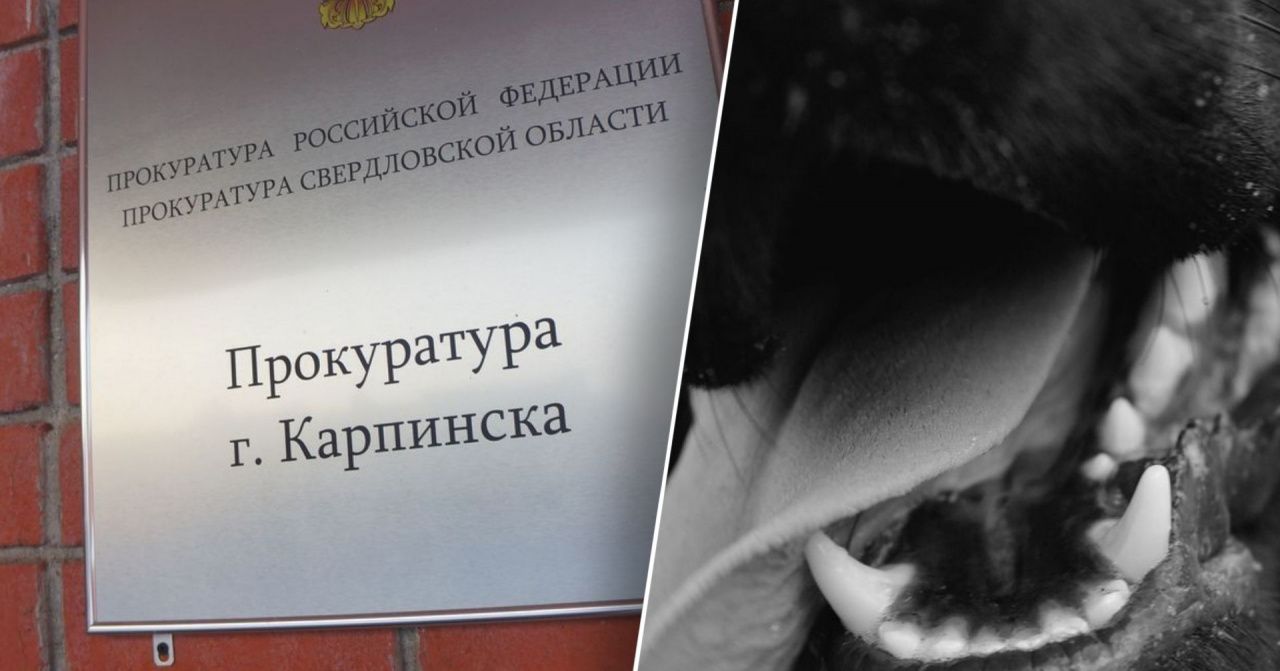 В прокуратуре рассказали о ходе проверки по факту нападения собаки на ребенка