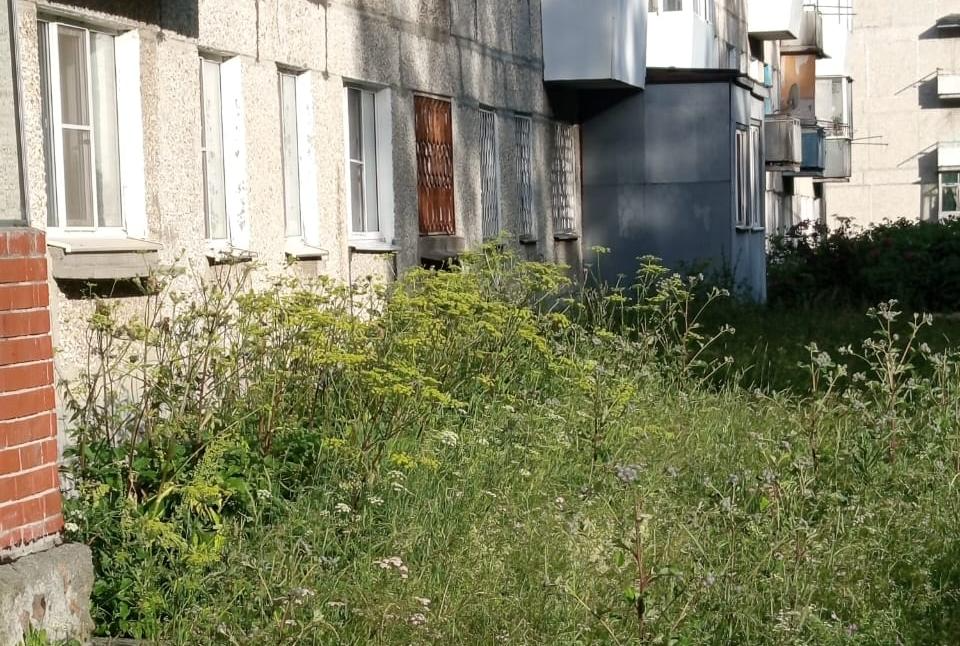 Читатели рассказали, что между пятиэтажкой по улице Мира и детским садом растет ядовитый сорняк