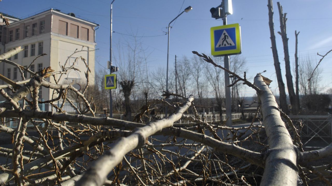 В Карпинске ликвидируют четыре десятка аварийных деревьев
