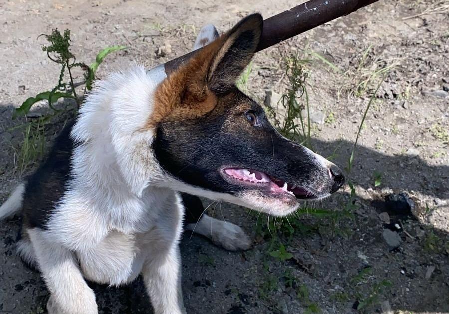 Новый контракт на отлов собак снова заключен с «Арсеналстроем»