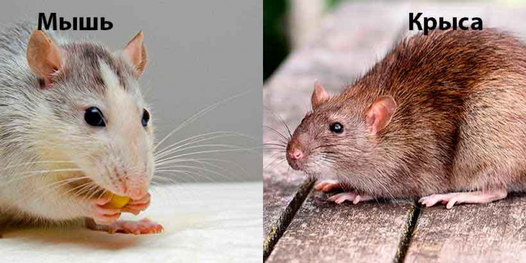 Как отличить мышь. Крыса и мышь отличия. Мышь и крыса разница. Отличие мышонка от крысенка. Отличие мыши от крысы.
