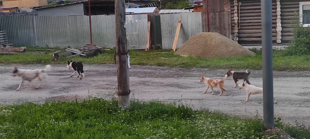 Фото: предоставлено жителями улицы Пролетарской