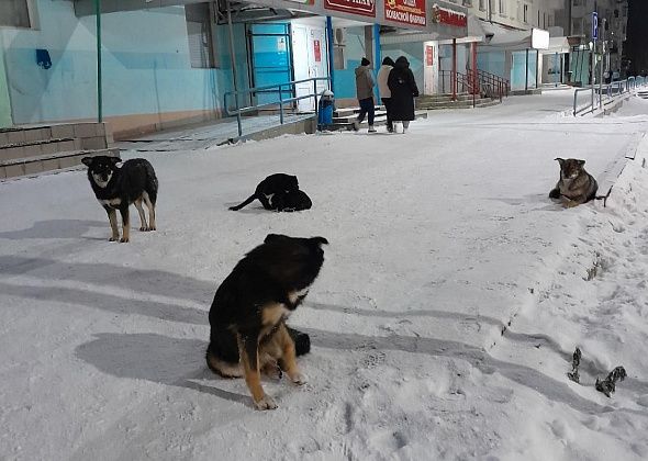 Жители Карпинска вновь жалуются на стаи бродячих собак