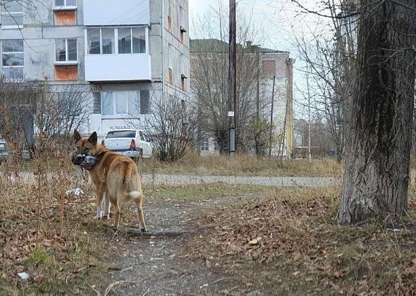 В мэрии рассказали о проблемах, связанных с отловом бродячих собак 