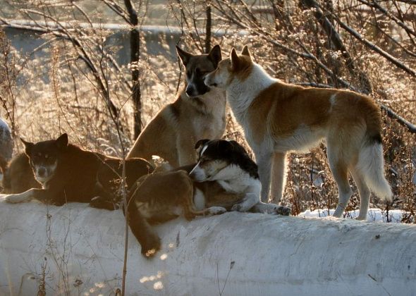 Подрядчик, который занимается отловом собак, может нарваться уже на второй штраф от «УКХ»