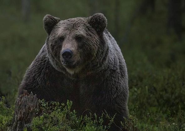 На кытлымское кладбище вышел медведь. Его пришлось убить