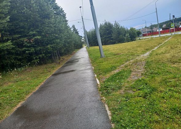 В Комсомольском парке вместе с травой скосили молодые кедры, которые взращивали местные жители