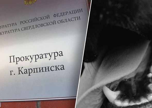 Прокуратура Карпинска проводит проверку по факту нападения собаки на 10-летнего мальчика