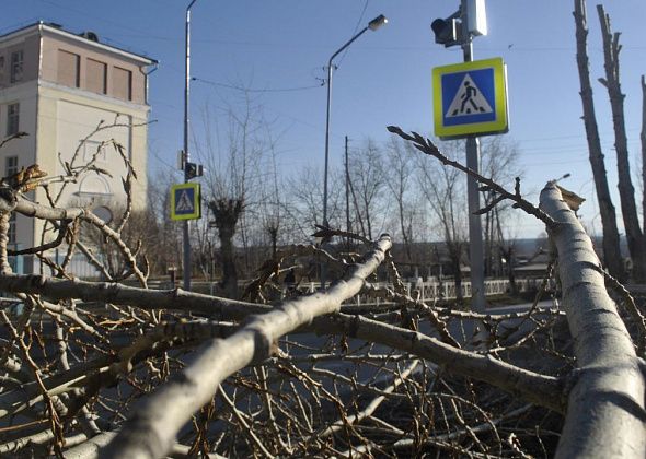 Заниматься ликвидацией деревьев в Карпинске будет фирма из соседнего города