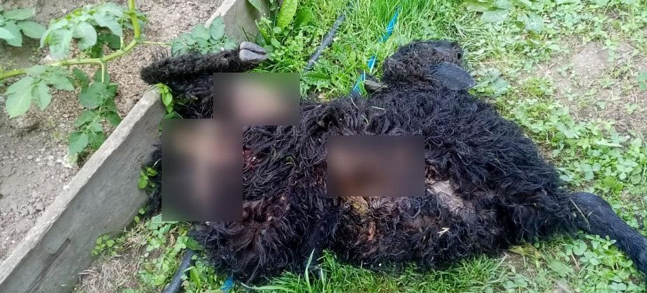 Сегодня утром на улице Свободы бездомные собаки загрызли барана