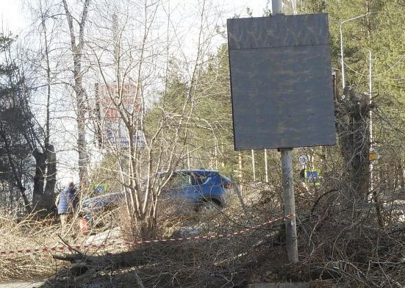 В Карпинске планируют вырубить более полусотни сухостойных деревьев