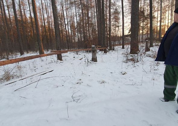 Мэр города прокомментировал опасения горожан о вырубке леса