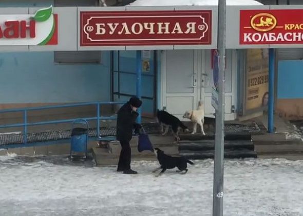 В центре Карпинска собаки нападают на горожан