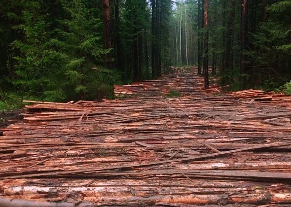 Рядом с Веселовкой горожане заметили подозрительную вырубку леса. Прокуратура провела проверку