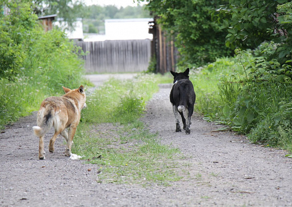 В городе бродит около 500 бездомных собак