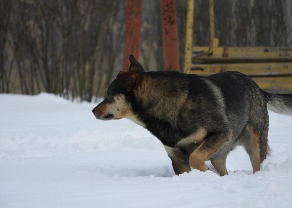 В ближайшее время в городе отловят 98 бездомных собак