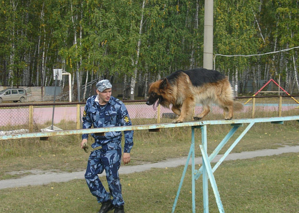 В Карпинске выступят лучшие специалисты-кинологи со всей Свердловской области