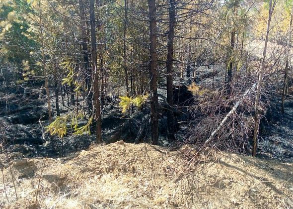 Возле Веселовки бушевал лесной пожар