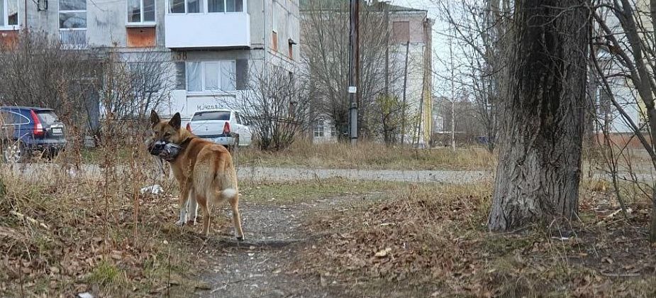 Тендер на отлов собак не состоялся уже в девятый раз