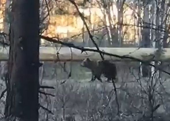 В районе волчанских садов заметили медведя