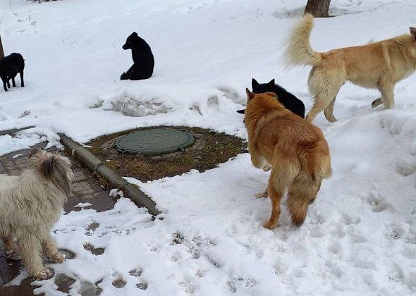 Пенсионерка жалуется на соседей, которые недовольны ее желанием кормить бездомных собак