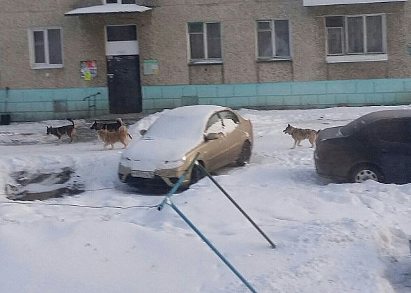 Карпинцы пожаловались Антону Шипулину на бродячих собак