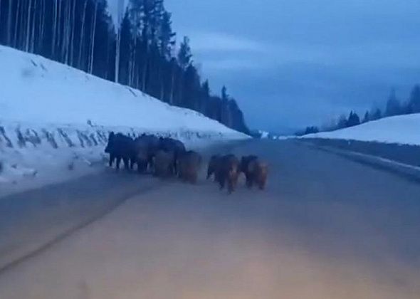  На трассе рядом с Карпинском замечено стадо кабанов. Убивать их нельзя