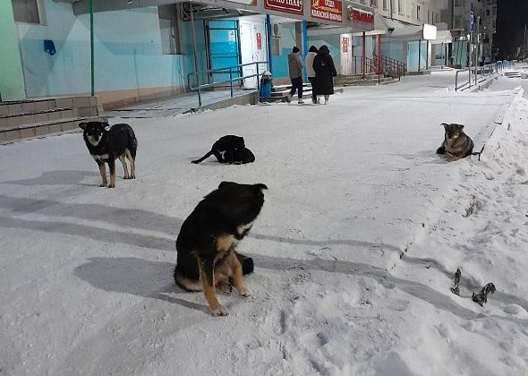 Свершилось. В Карпинске все-таки удалось найти фирму для отлова бездомных собак