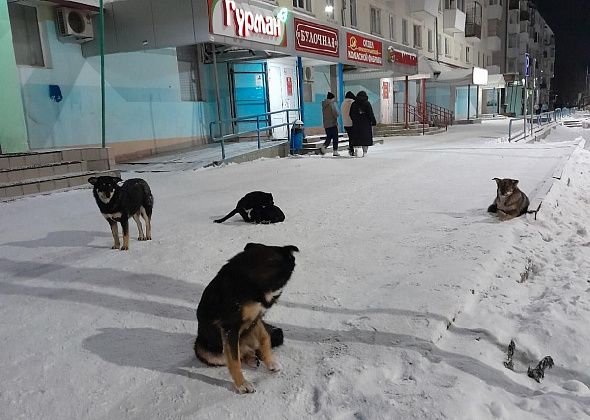 «УКХ» делает новую попытку найти фирму для отлова собак