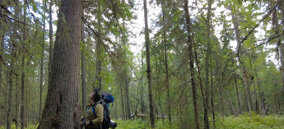 В заповеднике «Денежкин Камень» прошли учеты птиц, продуктивности ягод и кедрового ореха