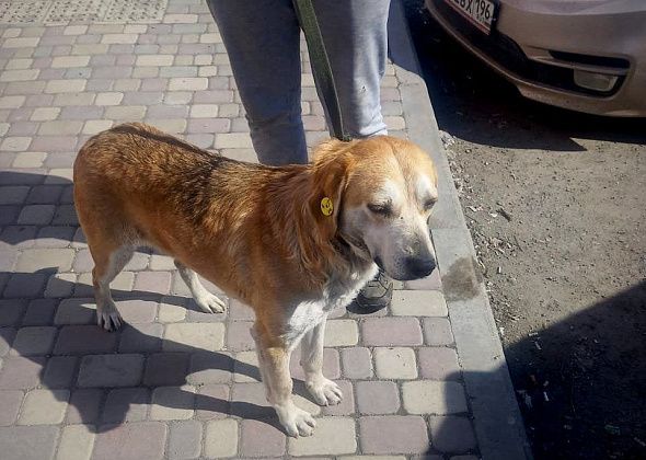 В «УКХ» заявили о недопустимости повторного отлова собак. Подрядчику направлена претензия